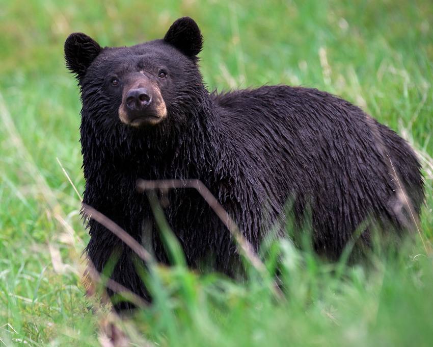 A black bear in Yellowstone National Park, in a file photograph. CPW's statewide figures count reports of sightings and conflicts, not individual bears.