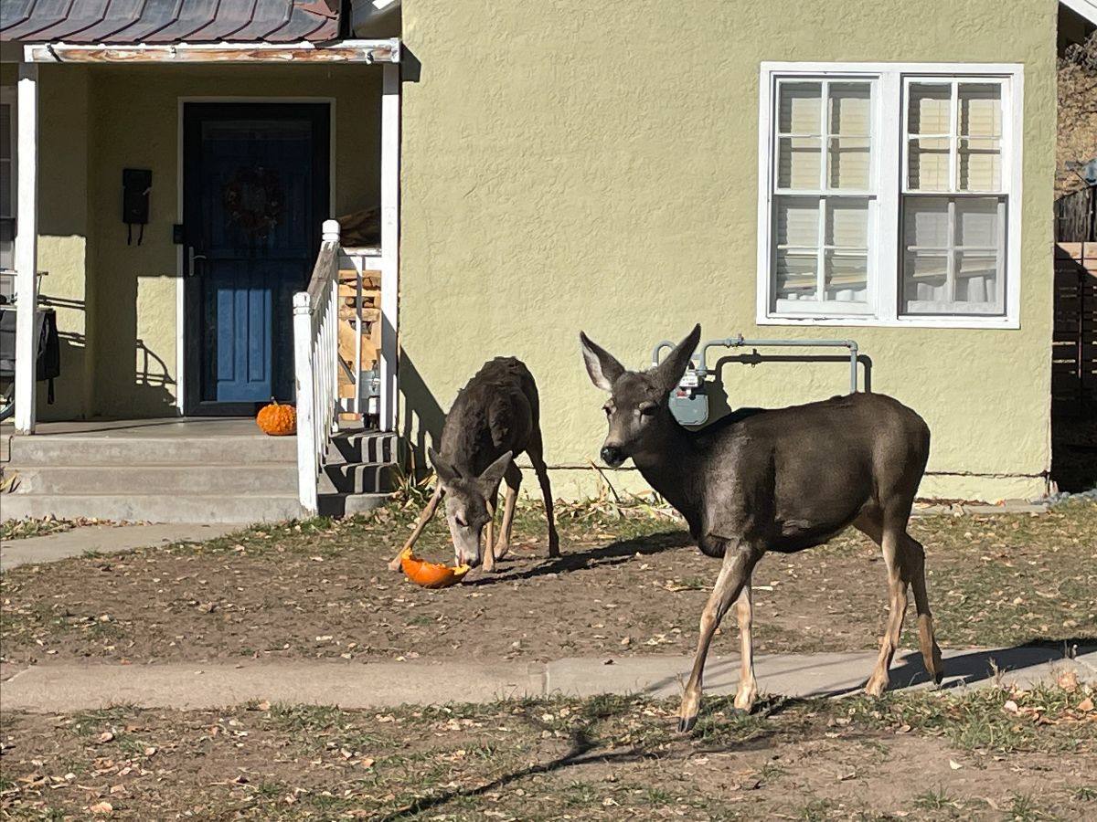 Mule deer eat pumpkins in a yard, in a Colorado Parks and Wildlife photograph. The agency says pumpkins should not be left outside overnight, even before they are carved.