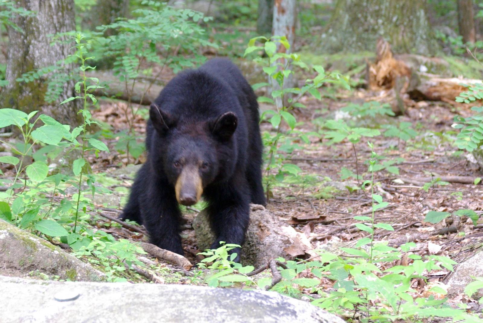 A juvenile American black bear, in a file photograph. CPW says most Colorado bears stay active into early November.
