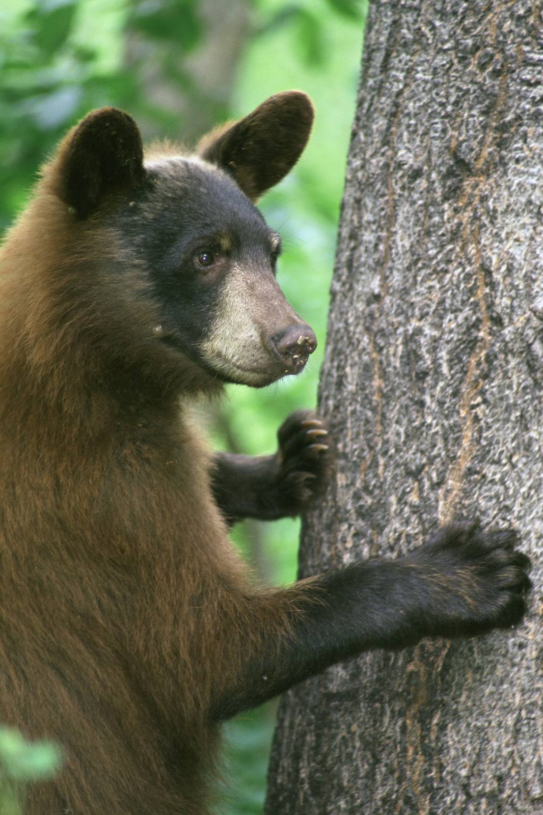 An American black bear in a file photograph. The bear recorded in Avon on Oct. 10 was captured on video only, and no still photograph of it has been published.