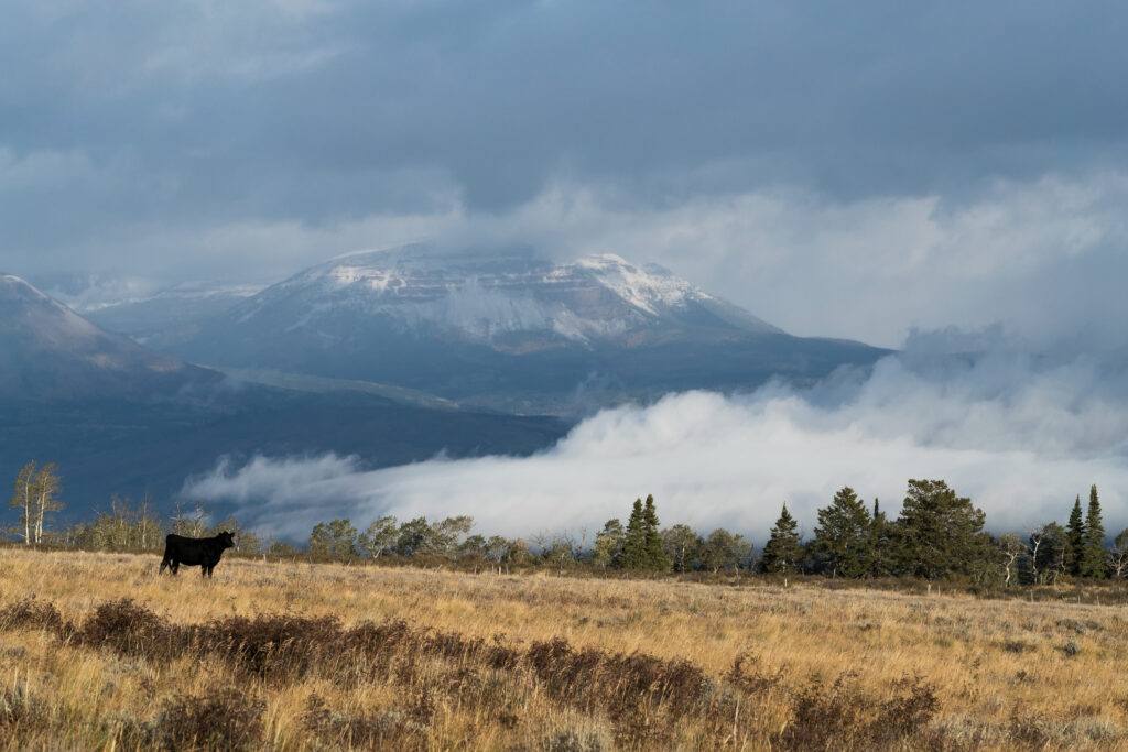 A cow on rangeland with snow-covered peaks behind it on the Nottingham Ranch. The property provides winter range and calving territory for the White River elk herd, according to the land trust.